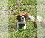 Small Beagle