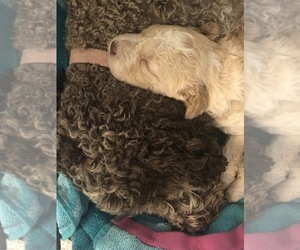 Mother of the Lagotto Romagnolo puppies born on 06/14/2019