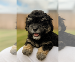 Puppy Puppy 2 Maltipoo