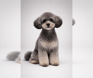 Father of the Shih-Poo puppies born on 02/03/2026