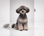 Small Photo #1 Shih-Poo Puppy For Sale in CHARLOTTE, NC, USA