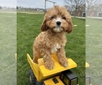 Small Photo #2 Cavapoo Puppy For Sale in MIDDLEBURY, IN, USA