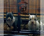Small Photo #2 American Bully Puppy For Sale in YORK, PA, USA