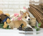 Small Photo #2 Pembroke Welsh Corgi Puppy For Sale in BEVERLY HILLS, CA, USA
