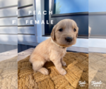 Small Photo #8 Golden Retriever Puppy For Sale in SEMINOLE, TX, USA