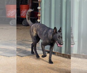The River Pups- Mesquite in NM fka Romeo - Male Holland Shepherd-Unknown Mix Dog for Adoption - Photo #2