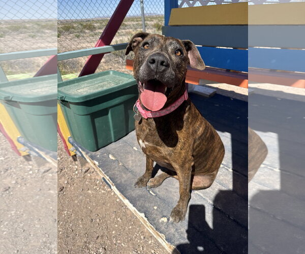Medium Photo #6 Boxer-Unknown Mix Puppy For Sale in Williamsburg, NM, USA