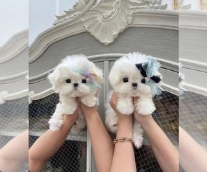 Maltese Puppy for sale in LOS ANGELES, CA, USA