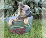 Small #3 French Bulldog