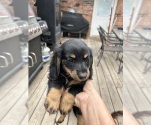Dachshund Puppy for sale in NACOGDOCHES, TX, USA