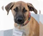 Small #6 Labrador Retriever Mix