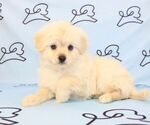 Small Photo #30 Pom-A-Poo Puppy For Sale in LAS VEGAS, NV, USA