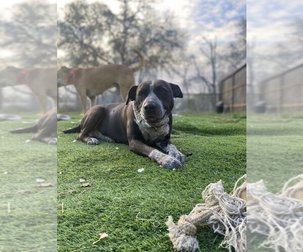 Medium Photo #12 Mutt Puppy For Sale in FRAMINGHAM, MA, USA