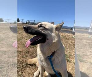 German Shepherd Dog-Siberian Husky Mix Dogs for adoption in Santa Cruz, CA, USA