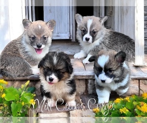 Pembroke Welsh Corgi Litter for sale in TAYLORSVILLE, NC, USA