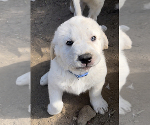 Bullmastiff-Great Pyrenees Mix Puppy for sale in RAMONA, CA, USA