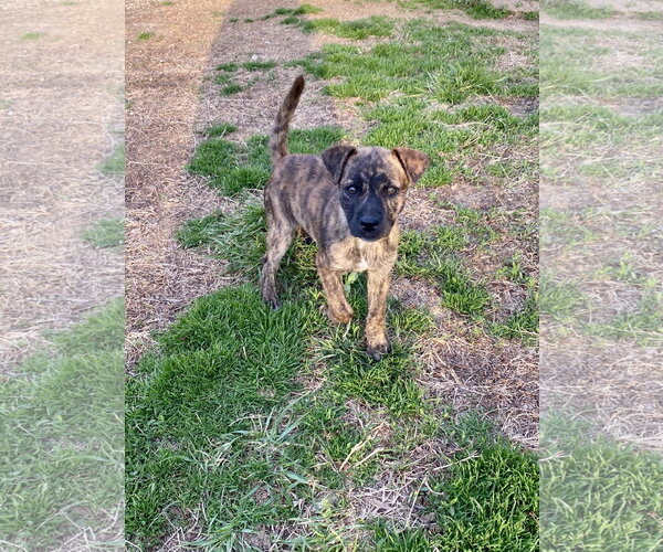 Medium Photo #5 American Pit Bull Terrier-Unknown Mix Puppy For Sale in Hillsboro, MO, USA