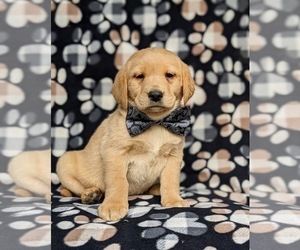 Golden Labrador Puppy for sale in HOLTWOOD, PA, USA