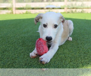 Mutt Dogs for adoption in Chestertown, MD, USA
