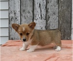 Small #2 Pembroke Welsh Corgi