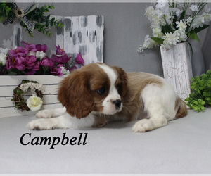 Cavalier King Charles Spaniel Puppy for sale in CHANUTE, KS, USA