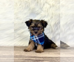 Yorkshire Terrier Puppy for sale in MORENO VALLEY, CA, USA