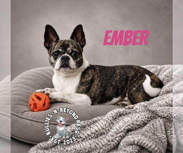Medium Photo #6 Buggs Puppy For Sale in Omaha, NE, USA