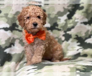 Cavapoo-Poodle (Miniature) Mix Puppy for sale in LAKELAND, FL, USA