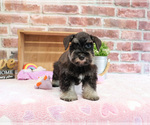 Small #3 Schnauzer (Miniature)
