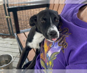 Mutt Dogs for adoption in Orange, CA, USA