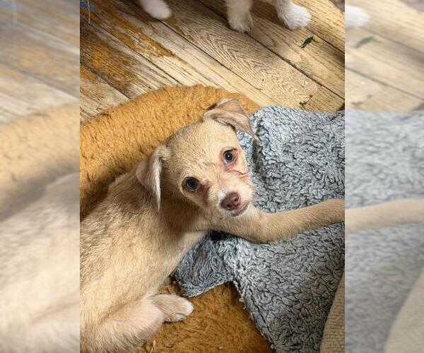 Medium Photo #1 Malchi Puppy For Sale in Hewitt, NJ, USA