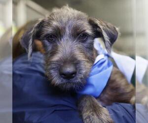 Mutt Dogs for adoption in San Antonio, TX, USA