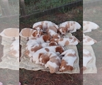 Small Photo #9 Spanish Pointer Puppy For Sale in CATALPA, VA, USA