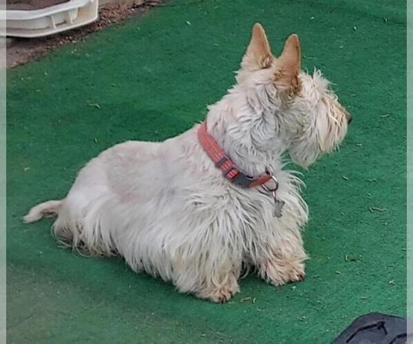 Medium Photo #1 Scottish Terrier Puppy For Sale in BEND, OR, USA