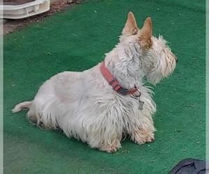 Mother of the Scottish Terrier puppies born on 04/08/2026