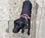 Small #4 Labrador Retriever Mix