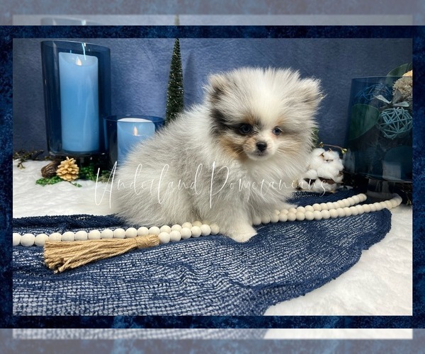 Medium Photo #9 Pomeranian Puppy For Sale in VICTORVILLE, CA, USA