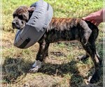 Puppy Lilly pink Cane Corso