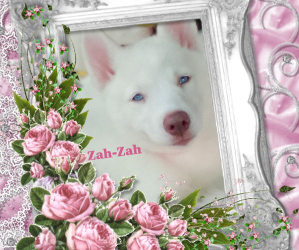 Medium Photo #1 Siberian Husky Puppy For Sale in GONZALES, LA, USA
