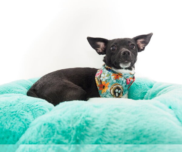 Medium Photo #2 Chiweenie Puppy For Sale in Phoenix, AZ, USA