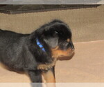 Small Photo #10 Rottweiler Puppy For Sale in SPOKANE, WA, USA