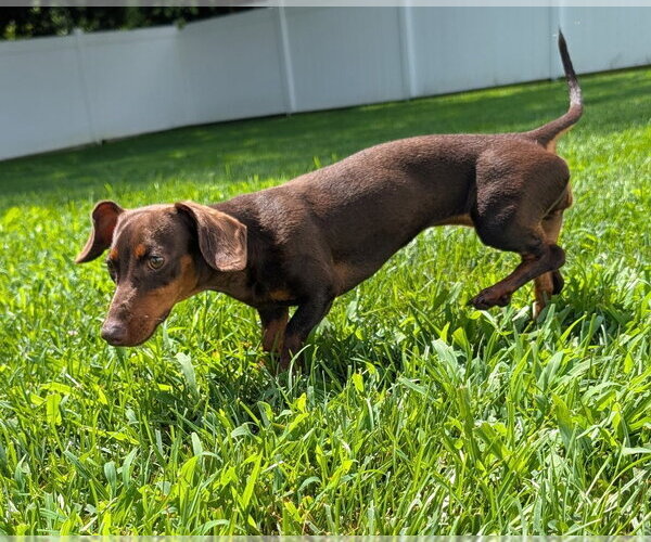 Medium Photo #5 Dachshund Puppy For Sale in Shelbyville, TN, USA