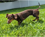 Small #4 Dachshund