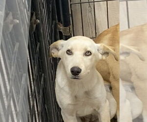 Huskies -Redbone Coonhound Mix Dogs for adoption in Bolivar, MO, USA