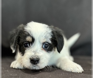 Corgipoo Puppy for sale in LONGMONT, CO, USA