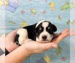 Small #1 Schnauzer (Miniature)
