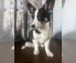 Small #65 Aussie-Corgi
