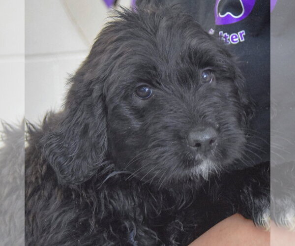 Medium Photo #4 Golden Retriever-Unknown Mix Puppy For Sale in Huntley, IL, USA