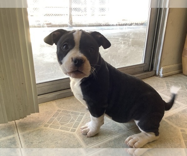 Medium Photo #1 American Bully Puppy For Sale in PALMDALE, CA, USA