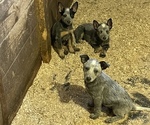 Small Photo #1 Australian Cattle Dog Puppy For Sale in MIDDLEBORO, MA, USA